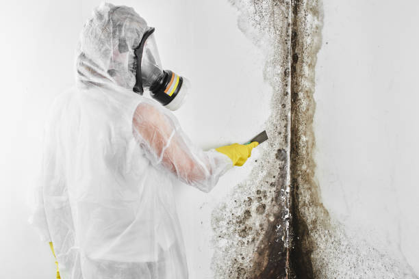 Best Mold Removal Company Near Me  in Bartlett, IL