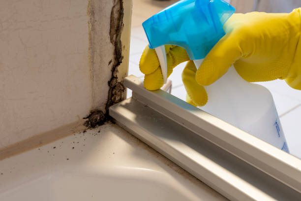 Best Residential Mold Removal  in Bartlett, IL