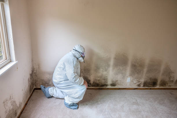 Best Crawl Space Mold Removal  in Bartlett, IL