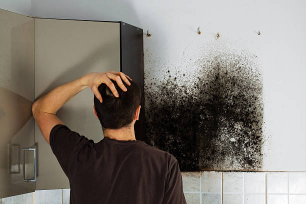 Best Commercial Mold Removal  in Bartlett, IL