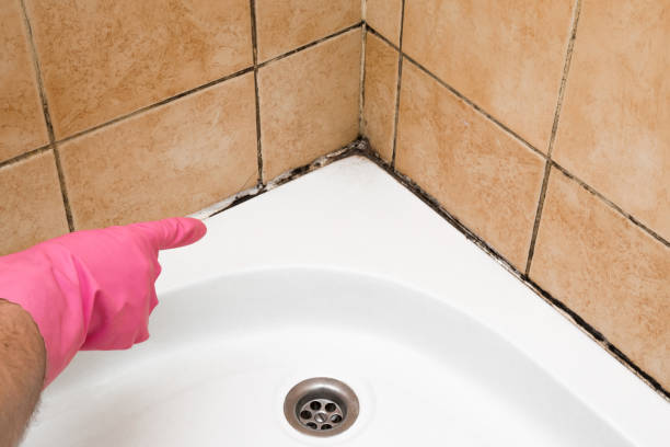 Best Mold Removal Near Me  in Bartlett, IL